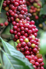 Coffee Tree