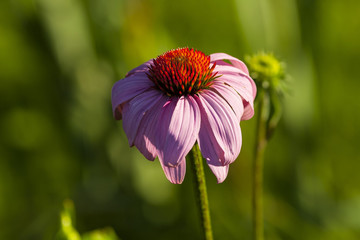 cone flower in the early morning sun