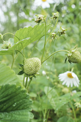Green strawberrie growing on a plant close up. Vertical photography.