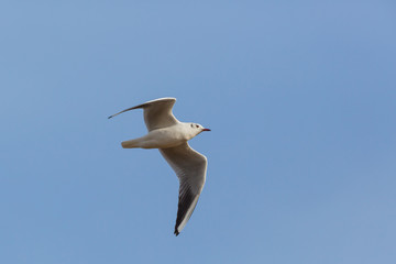 Fototapeta na wymiar natural common black-headed gull (Larus ridibundus) flying in blue sky