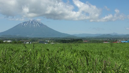 Fototapeta premium 北海道 夏の風景