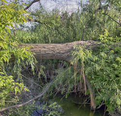 the wooden bridge across the river