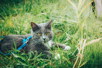 Gray pet cat with leash wandering in backyard. Young cute male cat wearing a harness go on lawn having lifted tail. Pets walking outdoor adventure on green grass in park.