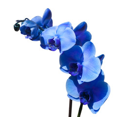 the Beautiful blue orchid isolated on white background