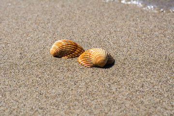 Muscheln im sand am strand