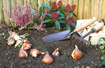 Plantation de bulbes de tulipes et narcisses