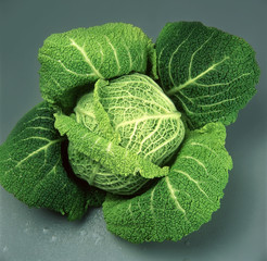 Obraz premium Fresh cabbage