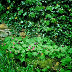 Naklejka na ściany i meble Fresh geranium blossomed in the garden