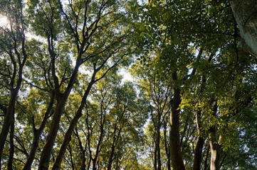 Prospettiva di alberi rami e foglie con vista cielo