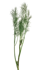 isolated lush green dill branch