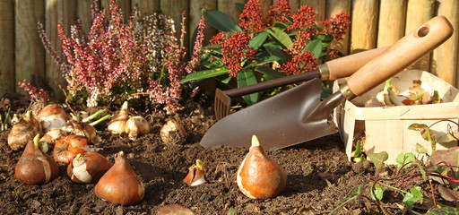 Plantation de bulbes de tulipes et narcisses