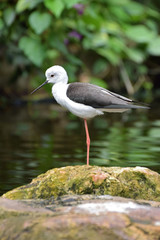 Obraz premium Black Winged Stilt 1