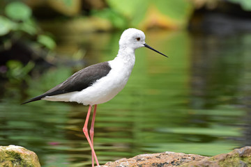 Obraz premium Black Winged Stilt 2
