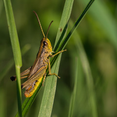 Grasshopper in grass on summer sunny day