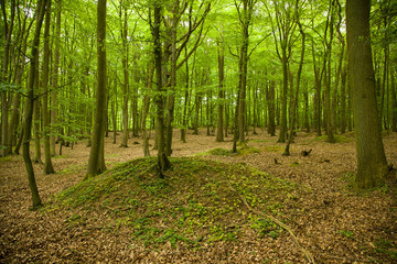 beech trees in may on baltic sea