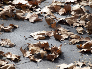 Hojas secas / Dry leaves