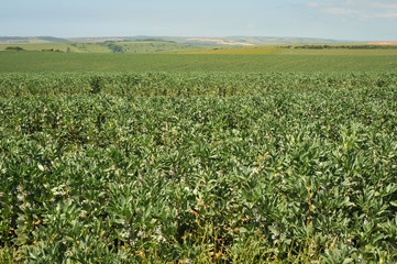 Broadbeans Bisopstone Sussex UK