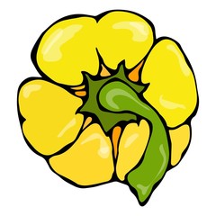 Yellow Paprika, Bell Pepper or Sweet Bulgarian Pepper Top View. Isolated On a White Background. Realistic and Doodle Style Hand Drawn Sketch Vector Illustration.