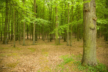 beech trees in may on baltic sea