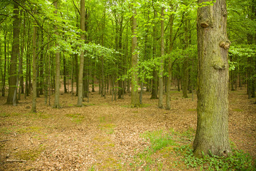 Obraz premium beech trees in may on baltic sea