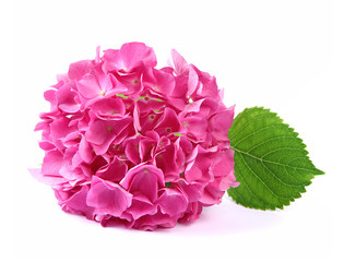 Fleur d'hortensia rose