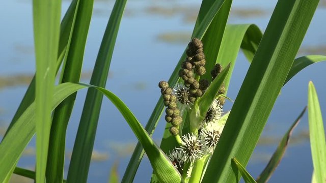 Bug on the stalk of Acorus salamus. Ayr reed, in the swampy expanses of Tavria.