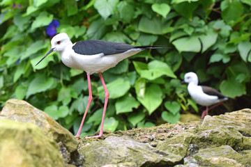 Black Winged Stilt 5