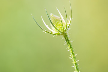 Beautiful thorny plant at smooth background in summer