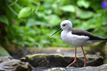 Black Winged Stilt 10
