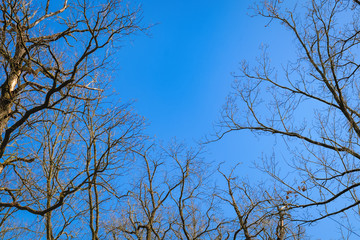 Background of branches with buds under the blue sky from bottom view. Selective focus