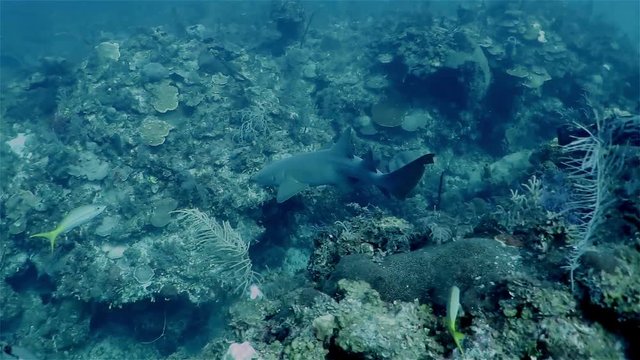 Caribbean nurse shark floating in the deep sea