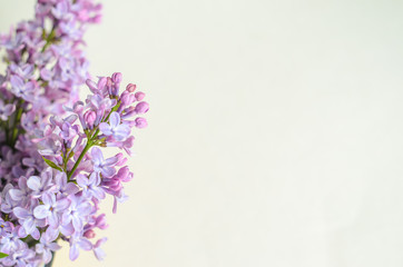 Macro image of spring lilac violet flowers on white. Abstract soft floral background