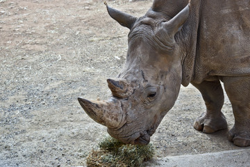 Fototapeta premium white rhinoceros