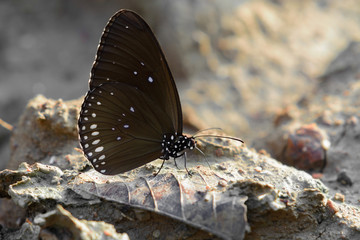 Close up butterflie on soil. © Look Aod 27