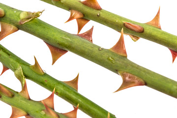 Thorns of roses, isolated on white background