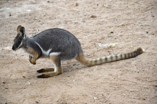 yellow footed rock wallaby