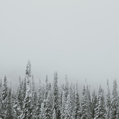 Obraz premium forest