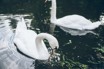 two beautiful swan in lake
