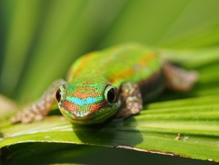 Closeup of a gecko