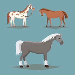 Collection of isolated horses. Cute cartoon horse farm animals. Differend breads