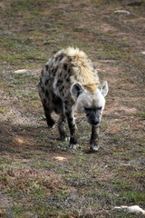 hyena