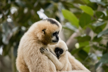 white faced gibbon and infant