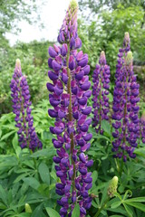 Lupin Purple flowers