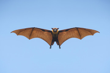 Bat flying on blue sly 