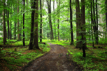 Fototapeta premium A path through green beech forest with mist, Herford, Germany