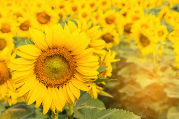 Obraz premium close up sunflowers blooming on the field 