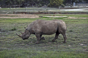 Fototapeta premium black rhino