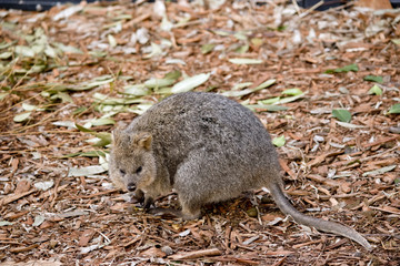 quokka