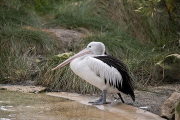 pelican