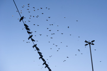 pigeons